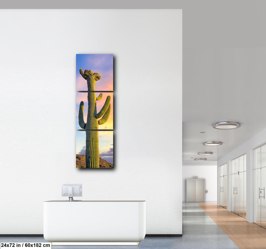 Saguaro Cactus at Sunset - Saguaro National Park East Tucson Arizona Photography Print