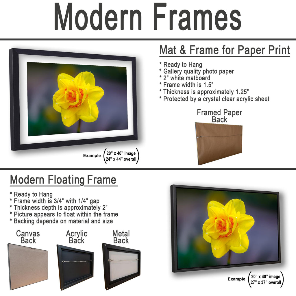 Golden Ruffles: Yellow Daffodil Flower Botanical Photography Wall Art