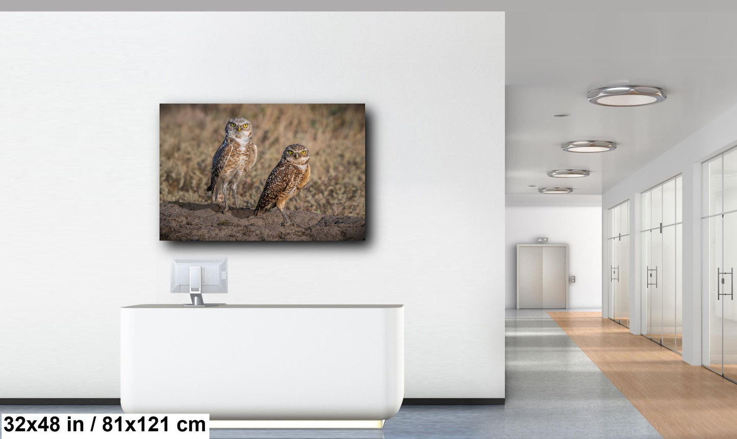 Burrowing Owls Pair Badlands National Park South Dakota Wildlife Photo Print, Nature Wall Art Decor Bird Wildlife Photography Metal Canvas