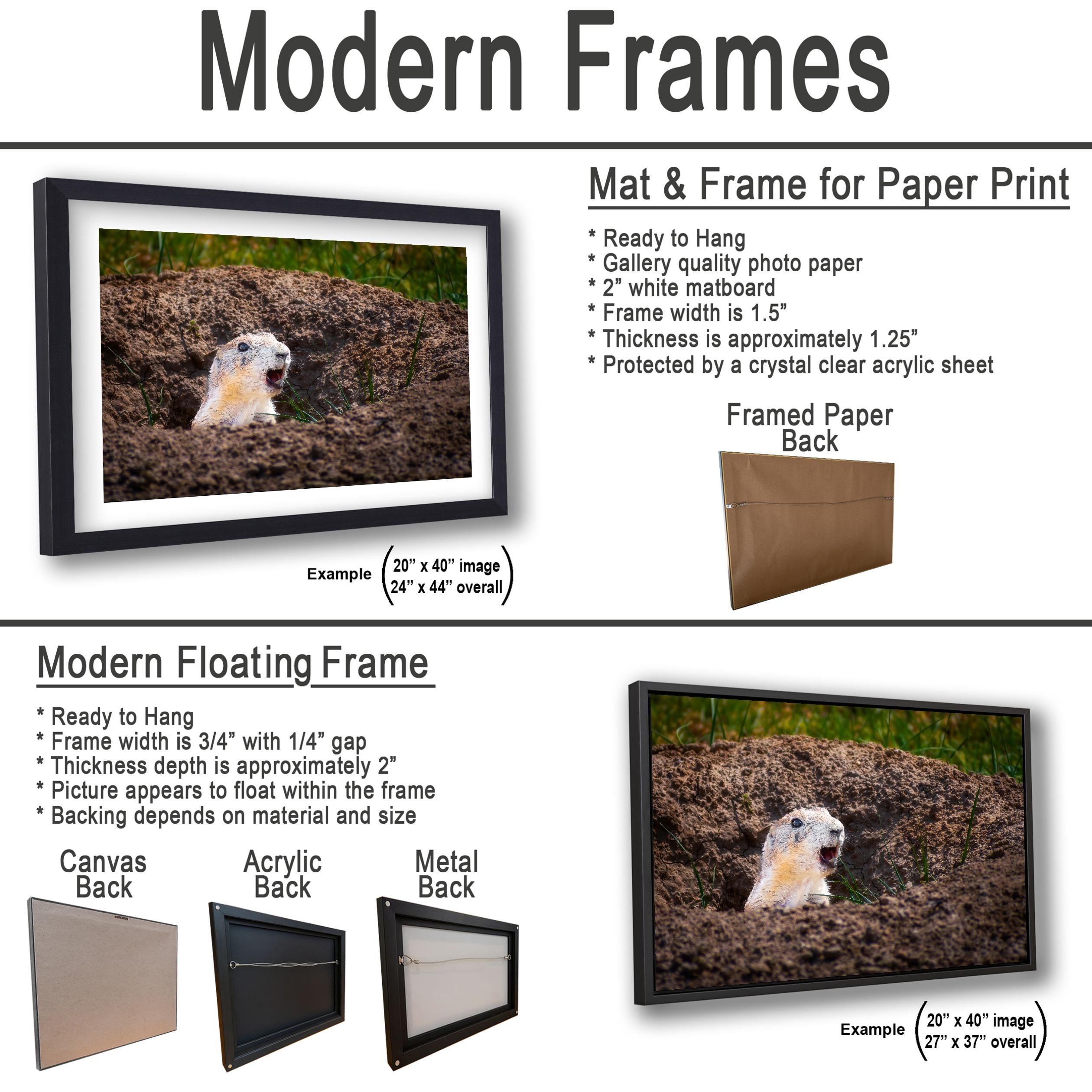 Burrow Scout: Prairie Dog Devils Tower Wyoming Wildlife Photo Wall Art
