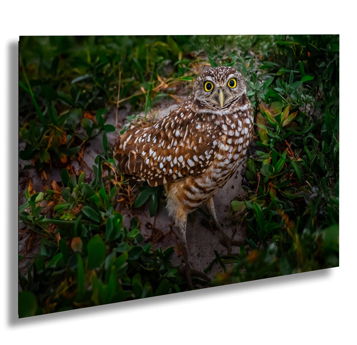 Burrowing Owl with Unblinking Eyes in Cape Coral’s Green Haven The Americas Print Wall Art Photography Aluminum/Acrylic/Metal/Canvas