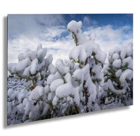 Saguaro Cactus Photography: Black and White Desert Wall Art