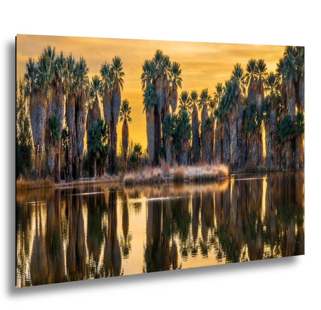 Agua Caliente Park Palm Oasis at Sunset - Tucson Arizona Reflection Photography Print