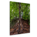 Rooted Giant: Medusa Tree Falls Park Greenville SC Nature Photo Wall Art