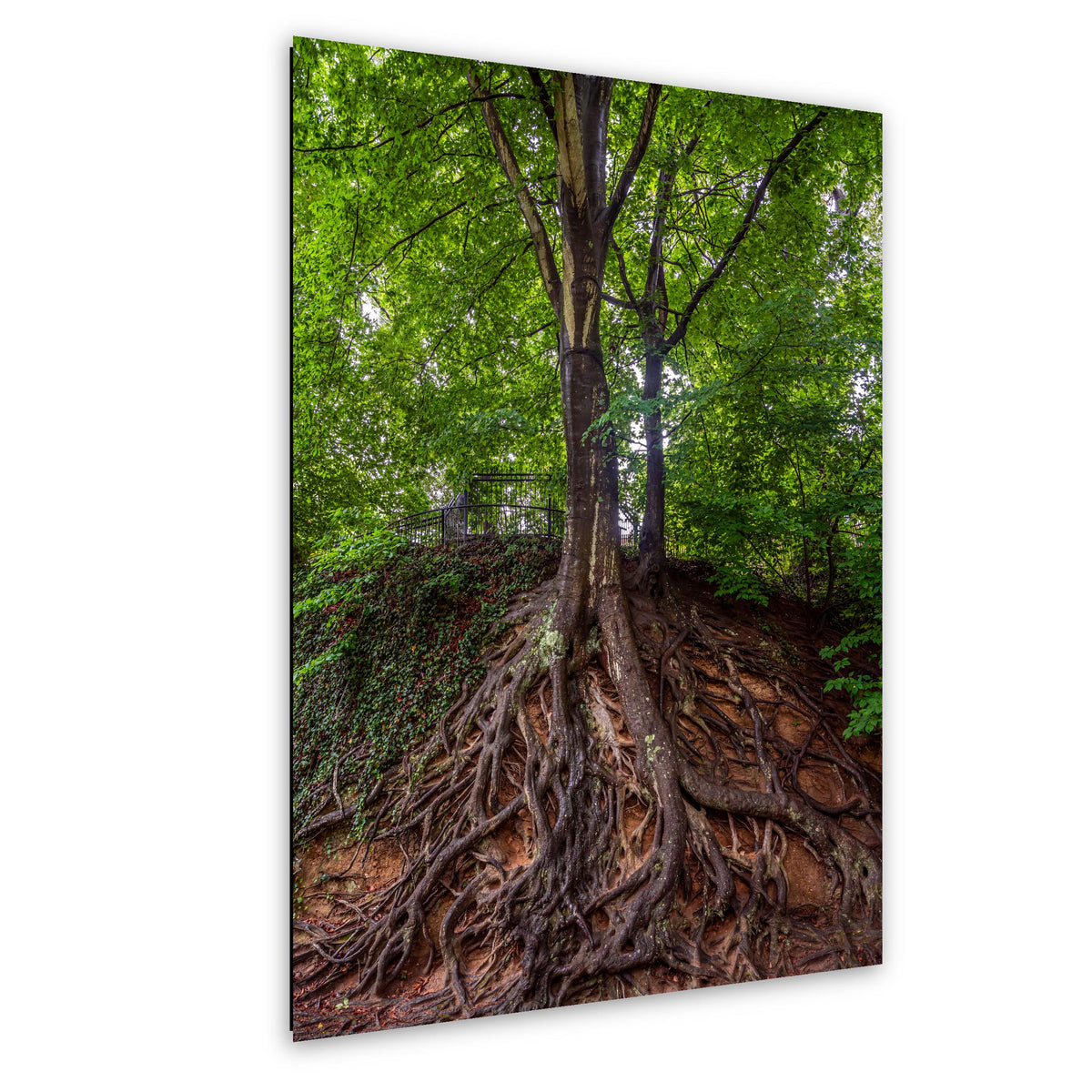 Rooted Giant: Medusa Tree Falls Park Greenville SC Nature Photo Wall Art