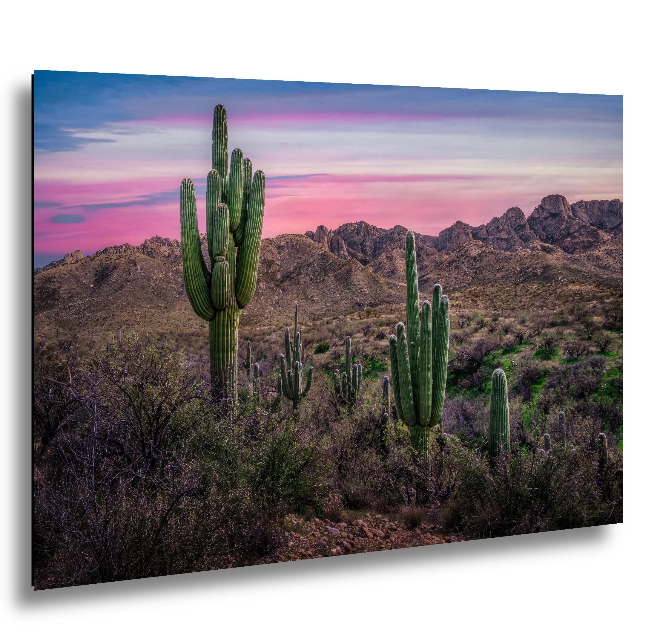 Sonoran Desert Sunset with Saguaros - Catalina State Park Tucson Arizona Photography Print