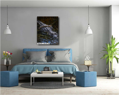 Baby Crock, doo, doo, doo, doo: American Alligator Everglades National Park Florida Print Wall Art Photography Aluminum/Acrylic/Metal/Canvas