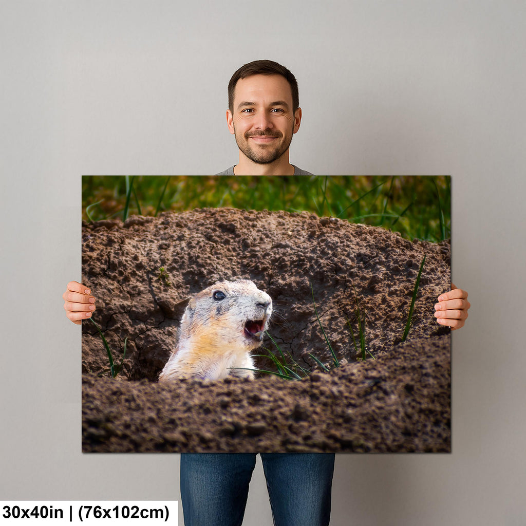 Burrow Scout: Prairie Dog Devils Tower Wyoming Wildlife Photo Wall Art
