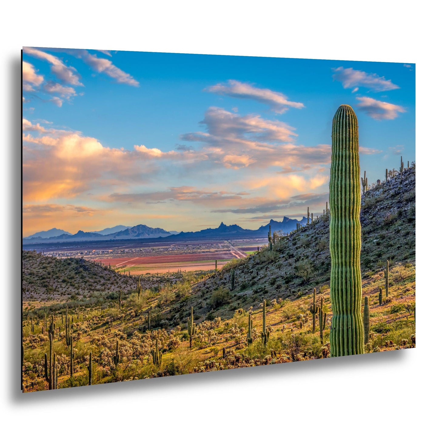 Desert Valley View with Saguaros, Casa Grande Arizona, Photography Wall Art