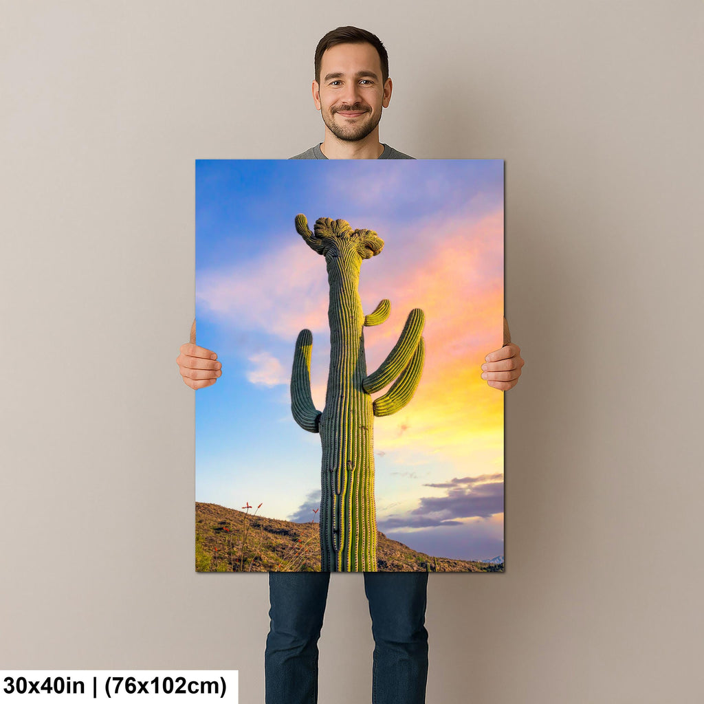 Saguaro Cactus at Sunset - Saguaro National Park East Tucson Arizona Photography Print