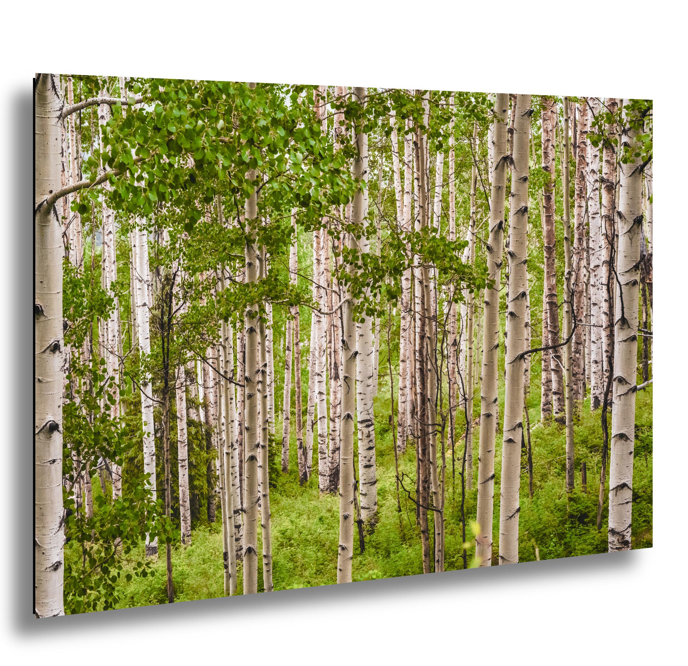 San Juan Mountains Aspen Forest Print: Telluride Colorado Landscape