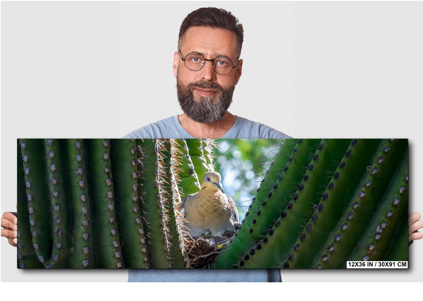 Mourning Dove in Saguaro Cactus Nest Arizona Desert Wildlife