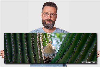 Mourning Dove in Saguaro Cactus Nest Arizona Desert Wildlife