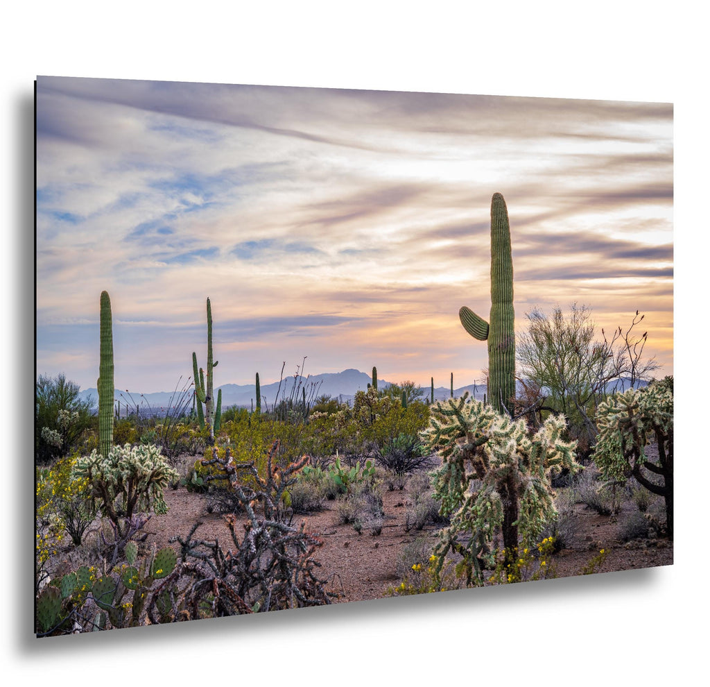 Pastel Desert Sunset with Saguaros and Cholla Tucson Arizona Photography Print