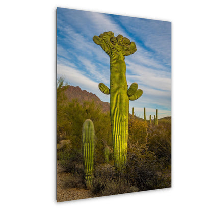 All Hail King Cacti! Giant Saguaro Cactus Tucson Mountain Park Arizona Wall Art Print Arizona Desert  Southwestern Aluminum/Metal/Canvas