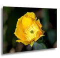 Prickly Pear Cactus Flower Print: Arizona Desert Bloom Photography