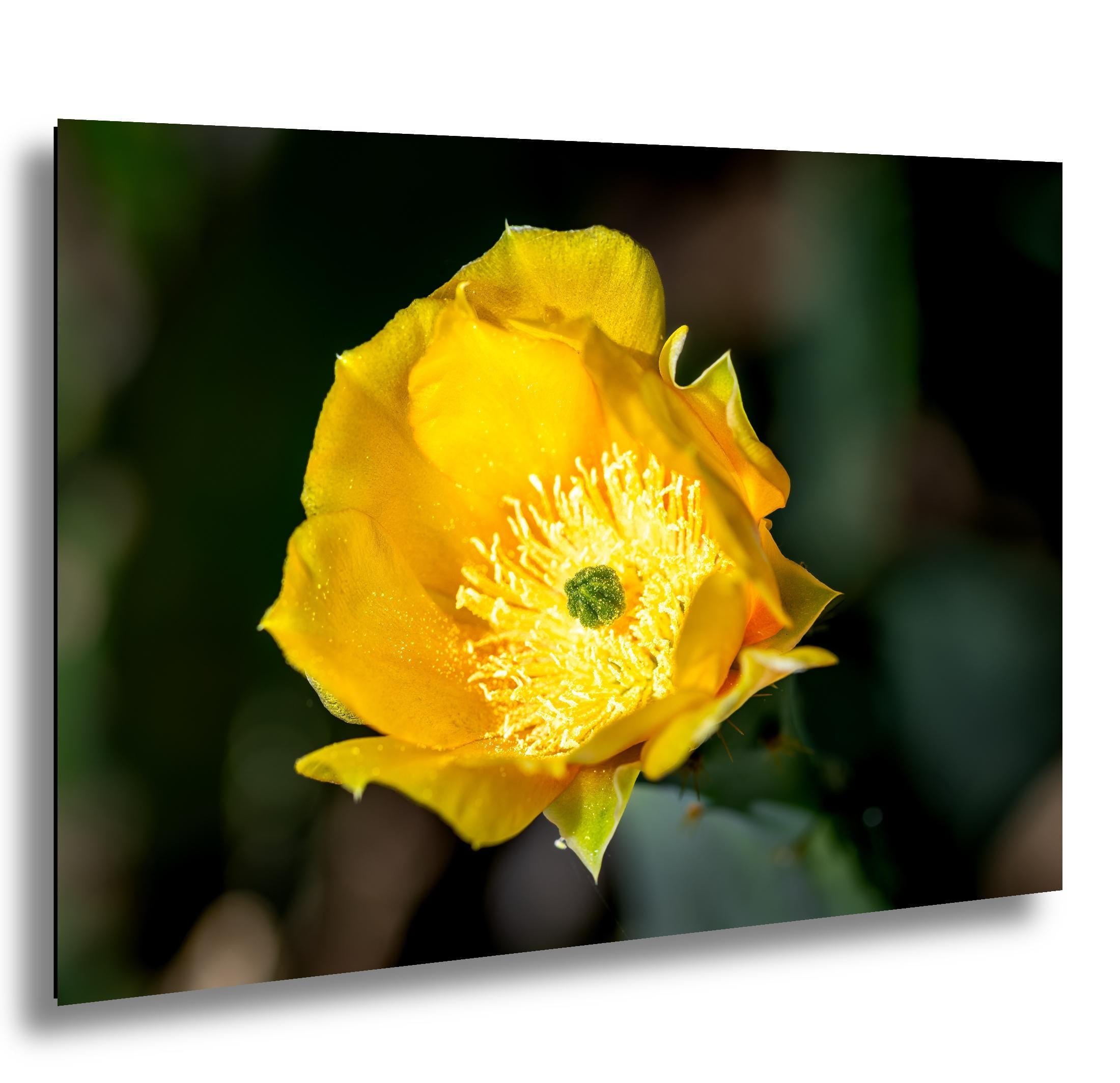 Prickly Pear Cactus Flower Print: Arizona Desert Bloom Photography