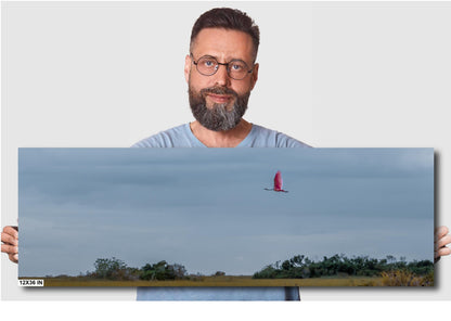 Everglades Roseate Spoonbill In Flight: Everglades National Park Florida Print Wall Art Bird Photography Aluminum/Acrylic/Metal/Canvas