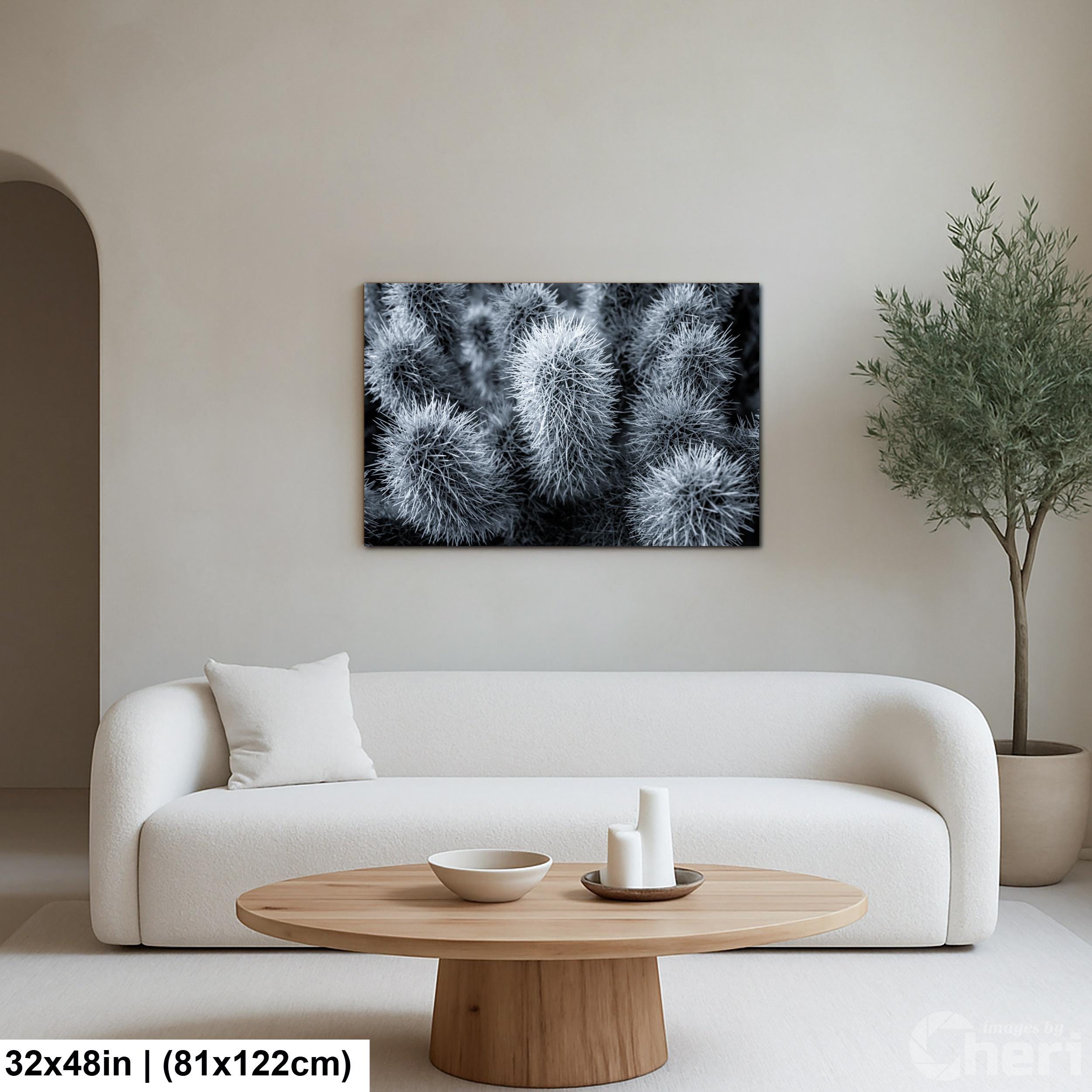 Cholla Cactus Spines Black and White - Saguaro National Park East Tucson Photography Print