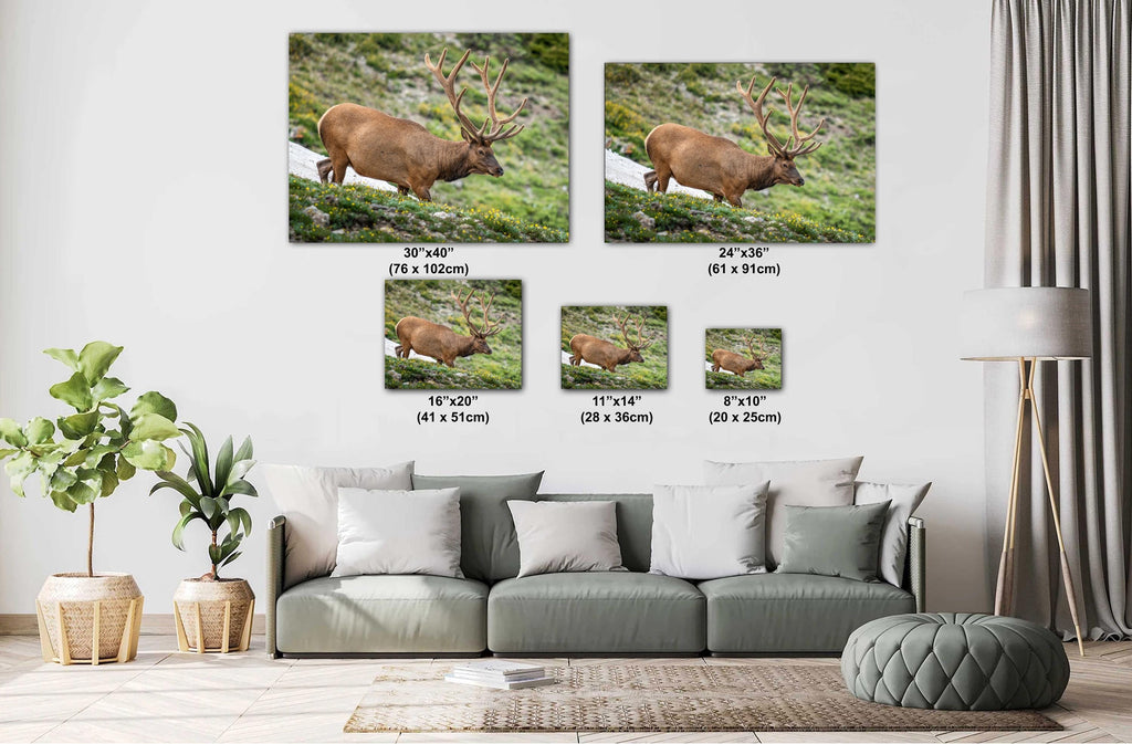Rocky Mountain National Park Bull Elk in Alpine Wildflowers, Wildlife Wall Art Photography Print, Colorado Mountain Metal Canvas Decor