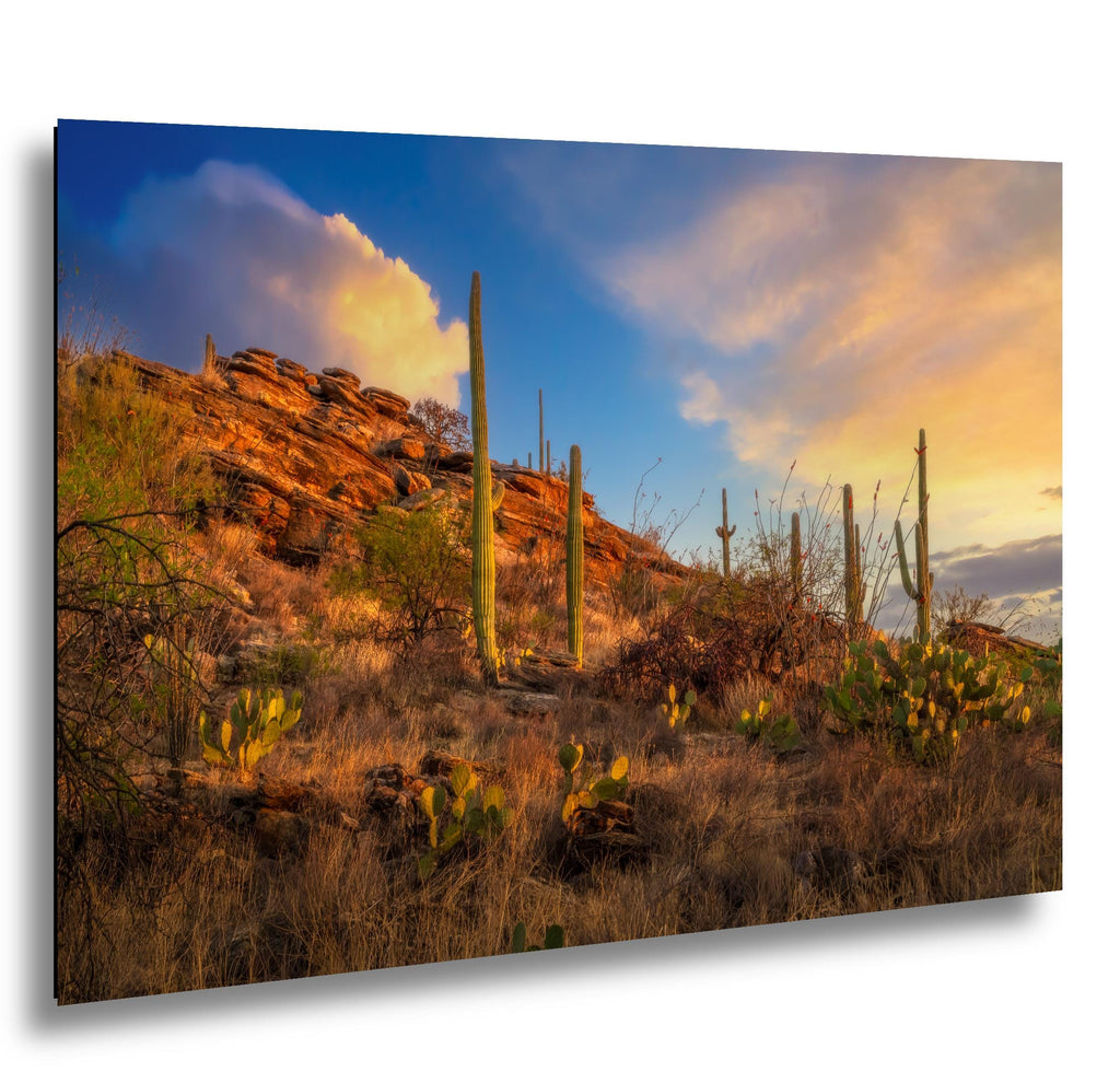 Sonoran Desert Sunset on Rocky Hillside - Saguaro National Park East Tucson Photography Print