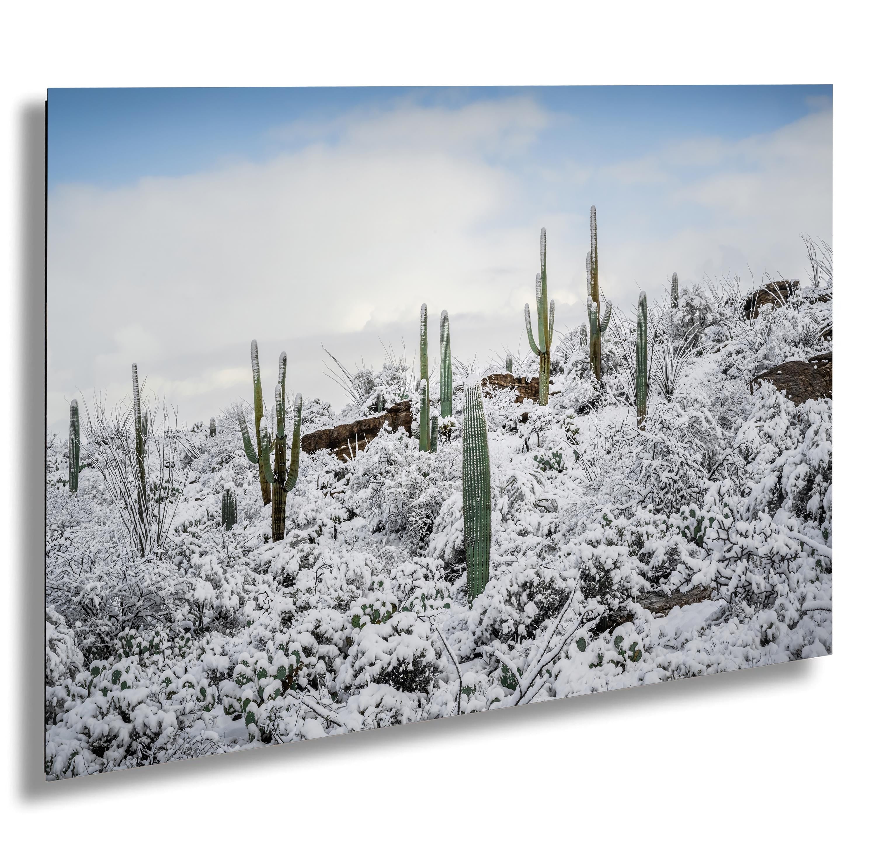 Snow-covered prickly pear cacti and saguaros in Saguaro National Park during a rare winter scene.