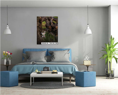 American Wigeon Duck Photo Print: Seattle Pond Wildlife Art