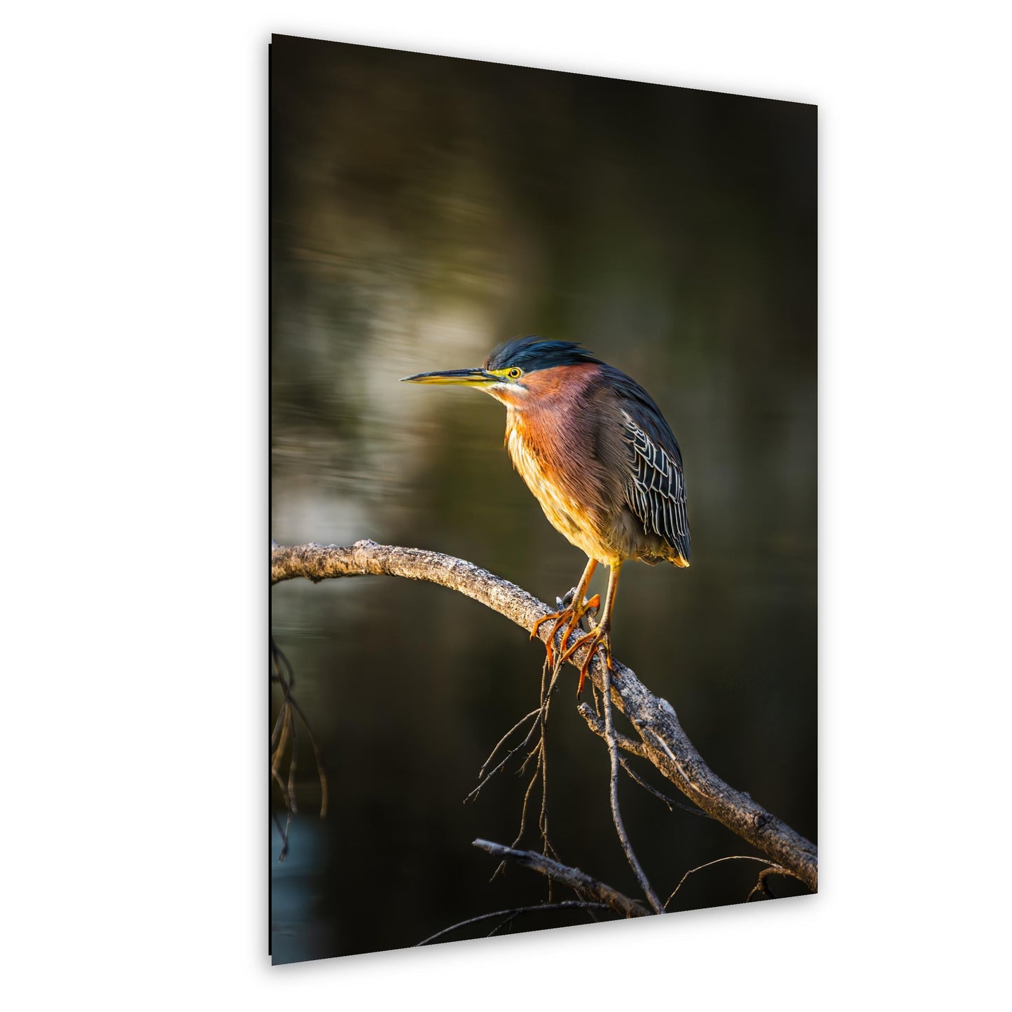 Green Heron Photography Print, Agua Caliente Park Tucson Arizona, Bird Wall Art, Nature Home Decor, Wildlife Gift