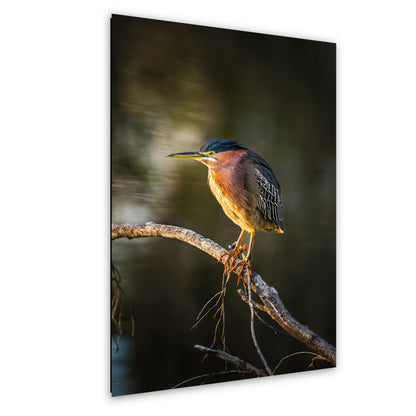 Green Heron Photography Print, Agua Caliente Park Tucson Arizona, Bird Wall Art, Nature Home Decor, Wildlife Gift
