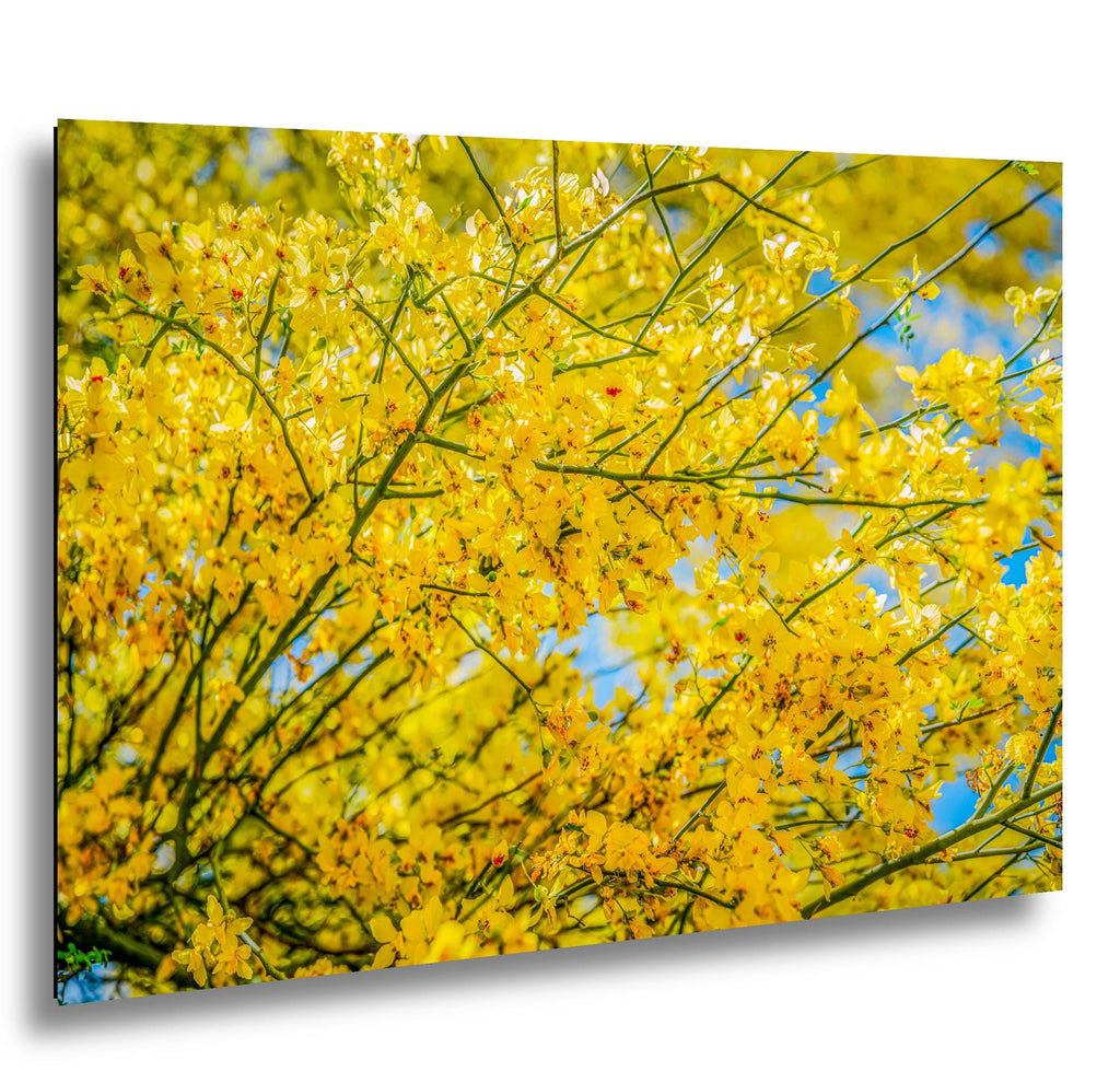 Palo Verde Spring Bloom Photography Print, Saguaro National Park Tucson Arizona, Yellow Desert Flowers Wall Art