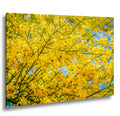 Palo Verde Spring Bloom Photography Print, Saguaro National Park Tucson Arizona, Yellow Desert Flowers Wall Art