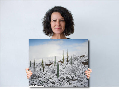 Desert Giants in Winter White: Saguaro National Park Print Wall Art Tucson Cactus Snow Landscape Photography Aluminum/Acrylic/Metal/Canvas