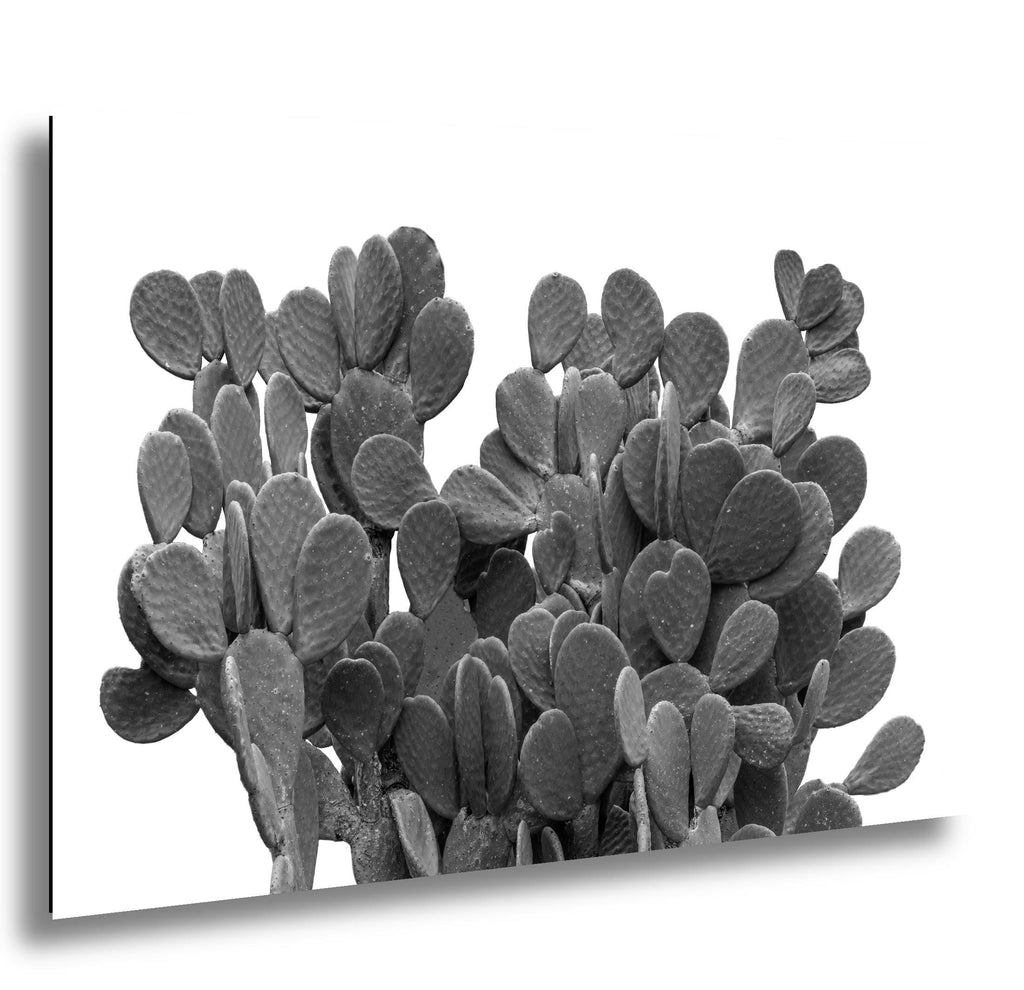 Close-up of a succulent plant with a white background