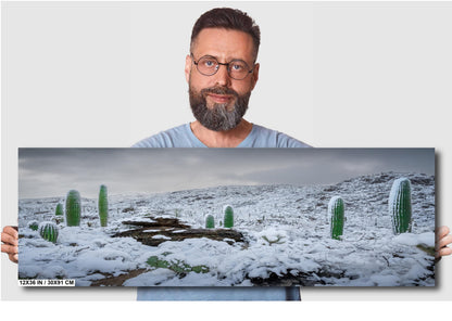 Snow-covered saguaro cacti in Arizona's desert, showcasing a rare winter scene with mountains in the background.