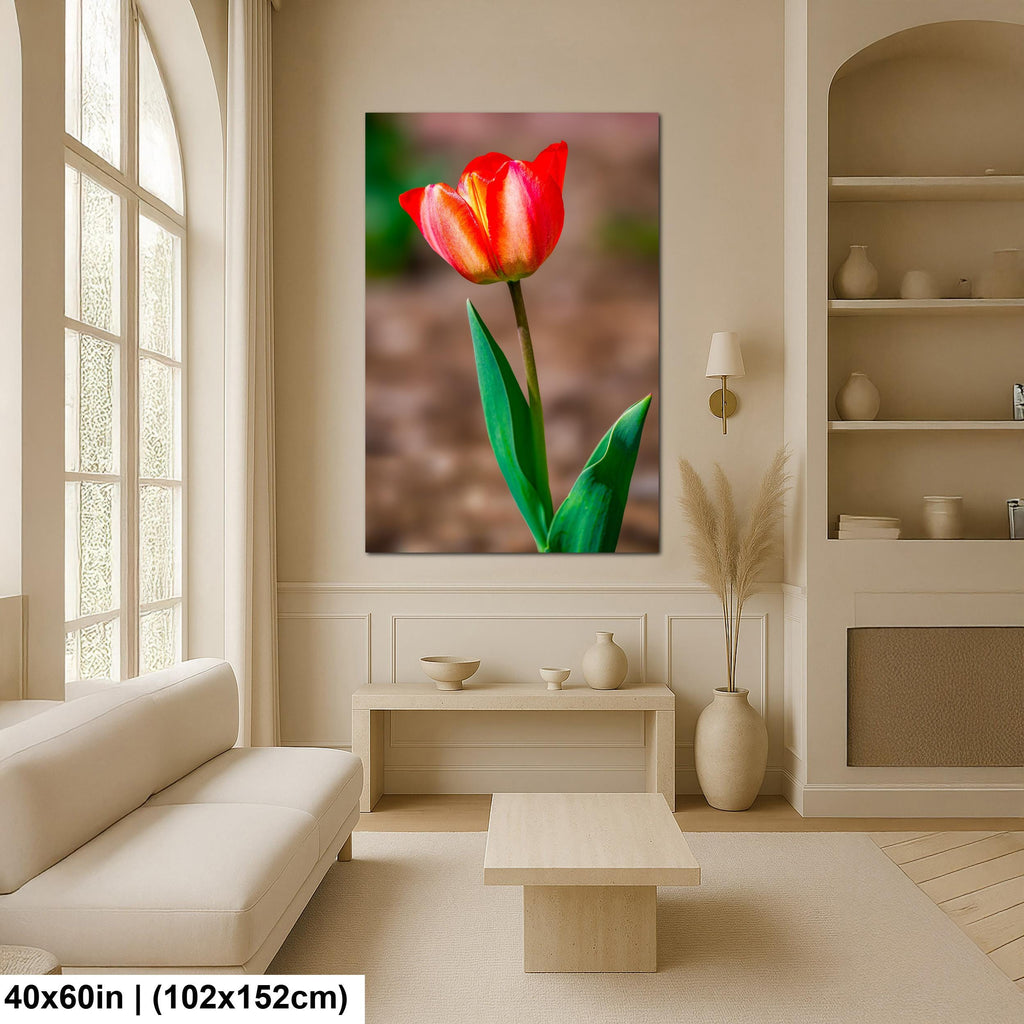 Scarlet Elegance: Red Tulip Flower Botanical Photography Wall Art