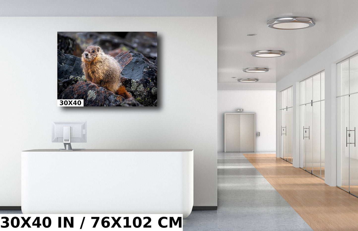 Rocky Refuge: Marmot of Yellowstone National Park Wall Art Wild Animal Photography Metal Acrylic Print