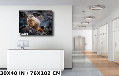 Rocky Refuge: Marmot of Yellowstone National Park Wall Art Wild Animal Photography Metal Acrylic Print