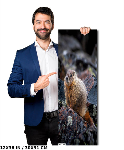 High Altitude Heralds: Marmot of Yellowstone National Park Wall Art Wild Animal Photography Metal Acrylic Print