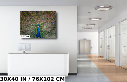 Plumage Perfection: Open Tail of a Male Peacock Wall Art Metal Acrylic Print Bird Photography