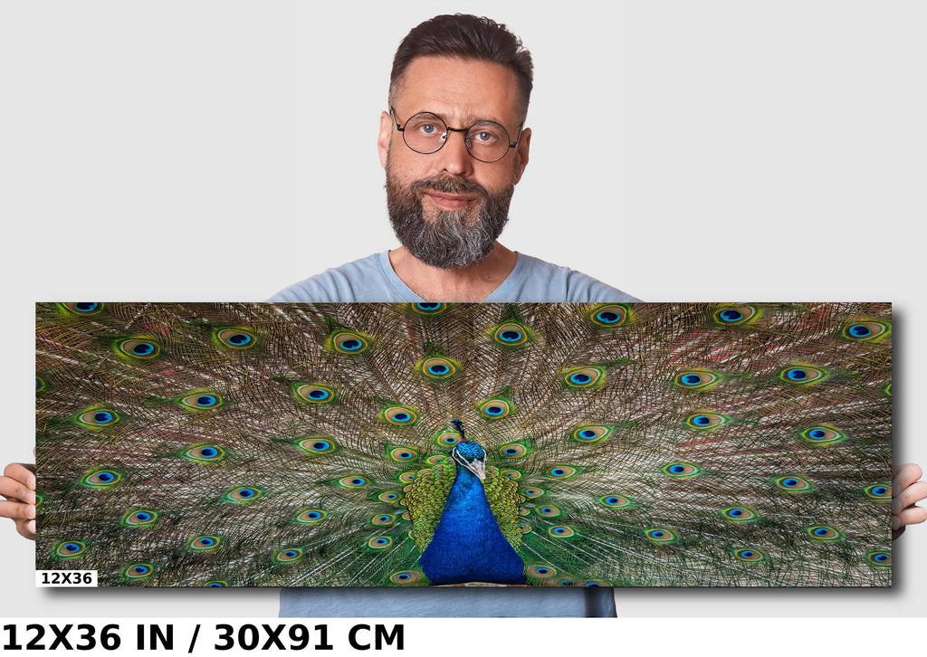 Plumage Perfection: Open Tail of a Male Peacock Wall Art Metal Acrylic Print Bird Photography