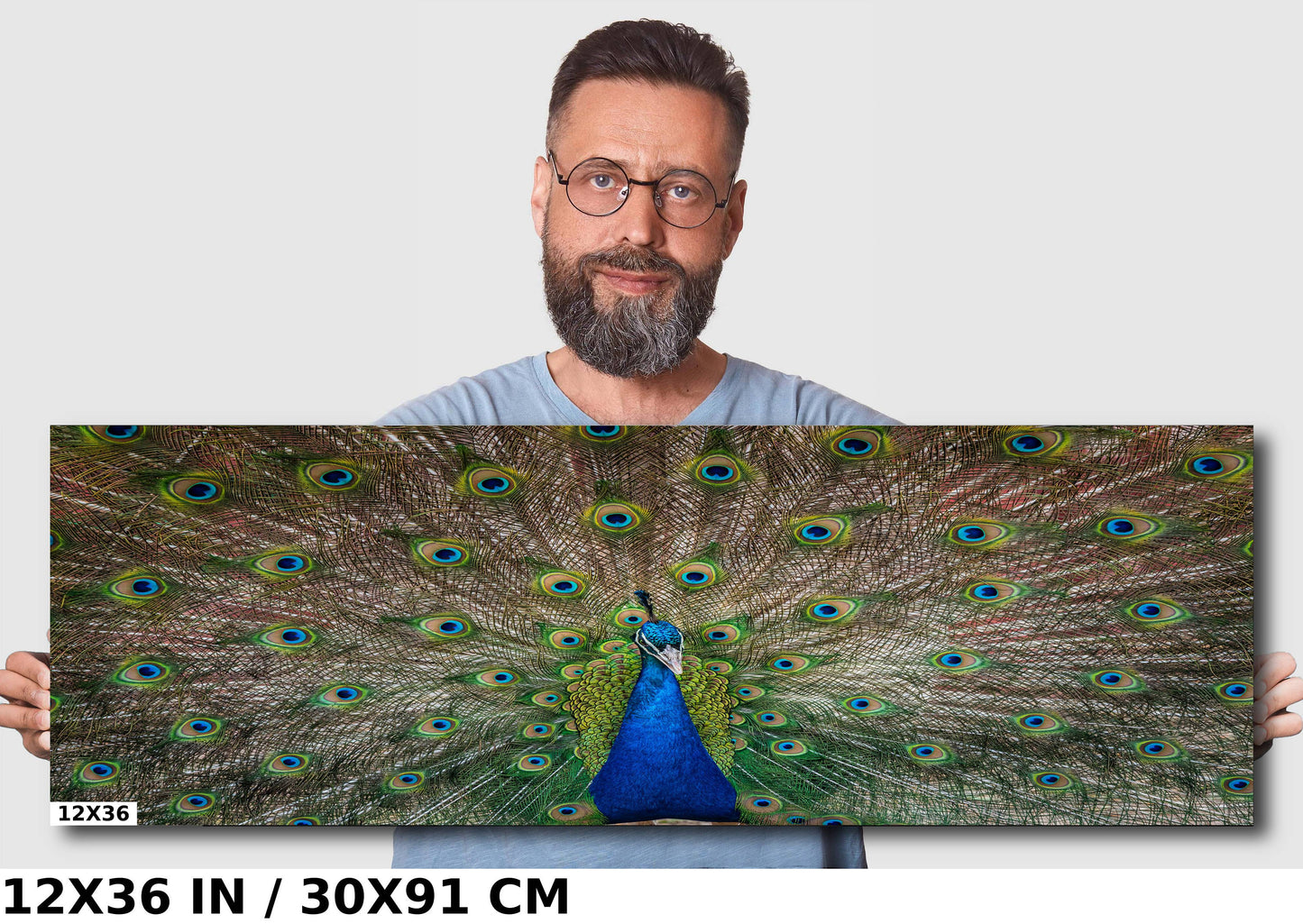 Plumage Perfection: Open Tail of a Male Peacock Wall Art Metal Acrylic Print Bird Photography