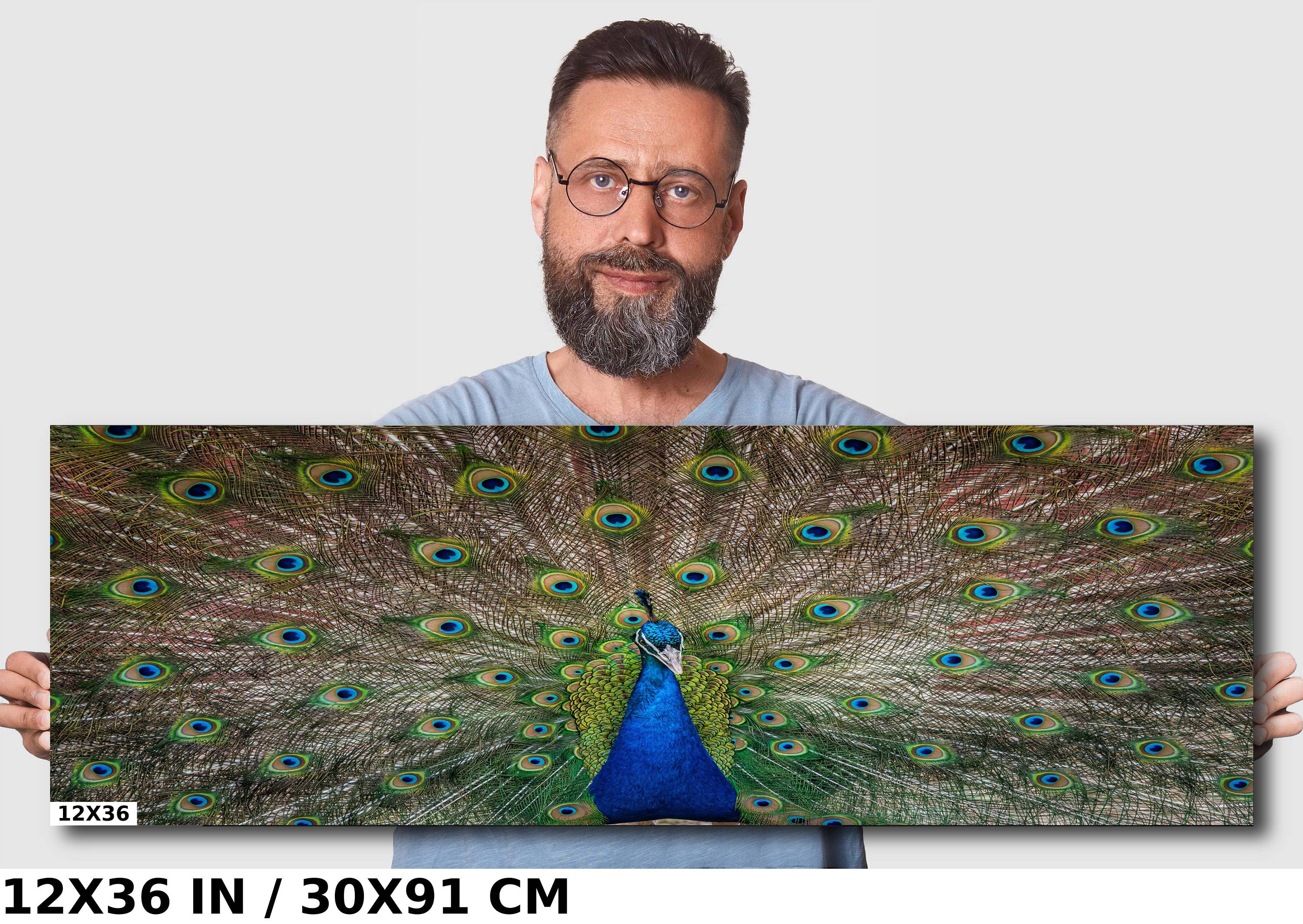 Plumage Perfection: Open Tail of a Male Peacock Wall Art Metal Acrylic Print Bird Photography