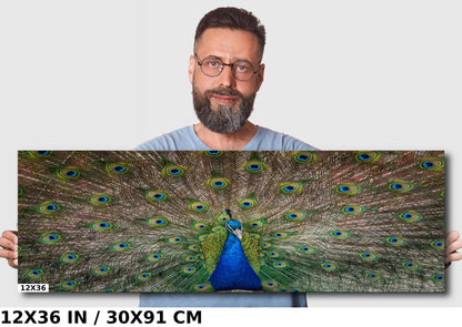 Plumage Perfection: Open Tail of a Male Peacock Wall Art Metal Acrylic Print Bird Photography