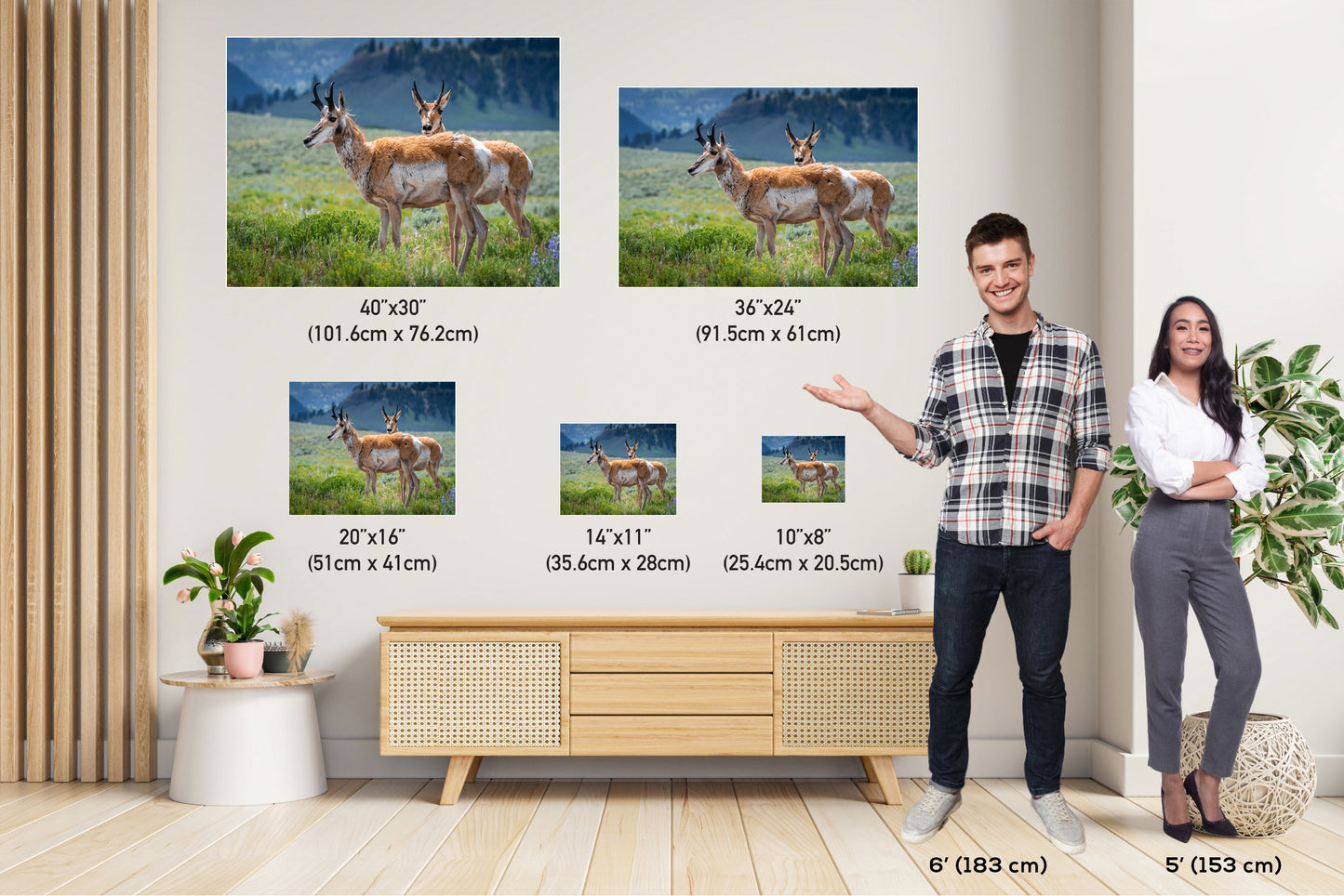 Pronghorn Pair: Twin Pronghorn in Yellowstone Wall Art National Park Metal Aluminum Print Wildlife Photography
