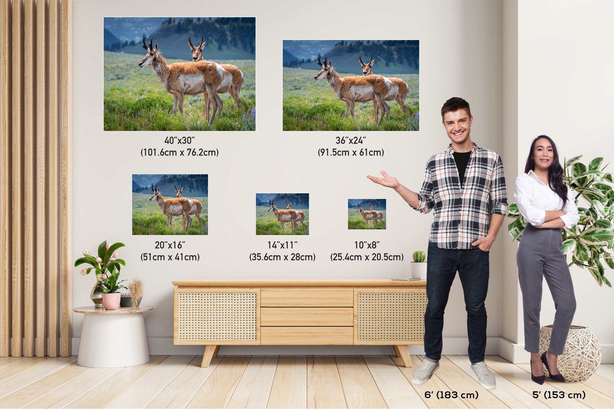 Pronghorn Pair: Twin Pronghorn in Yellowstone Wall Art National Park Metal Aluminum Print Wildlife Photography