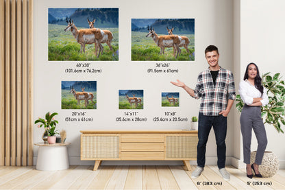 Pronghorn Pair: Twin Pronghorn in Yellowstone Wall Art National Park Metal Aluminum Print Wildlife Photography