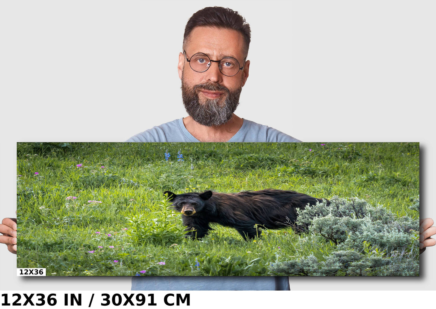 Bear Essentials: Black Bear of Yellowstone National Park Metal Canvas Print Wildlife Wall Art Animal Photography