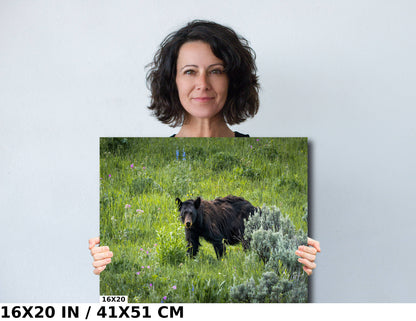 Bear Essentials: Black Bear of Yellowstone National Park Metal Canvas Print Wildlife Wall Art Animal Photography