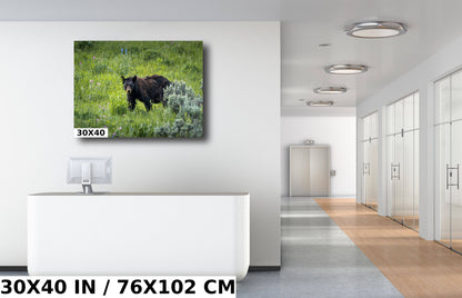 Bear Essentials: Black Bear of Yellowstone National Park Metal Canvas Print Wildlife Wall Art Animal Photography
