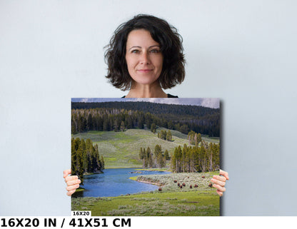 Yellowstone Bison Photography Print: Hayden Valley Wildlife